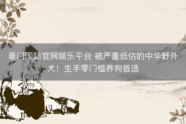 豪门国际官网娱乐平台 被严重低估的中华野外犬！生手零门槛养狗首选